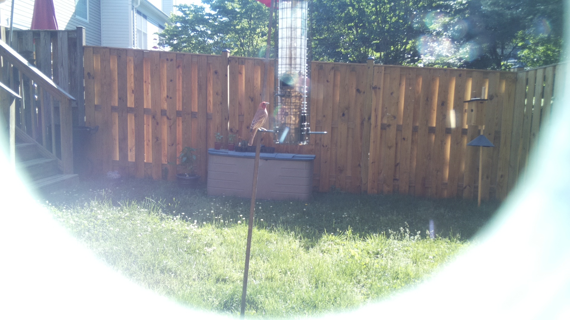 House Finch