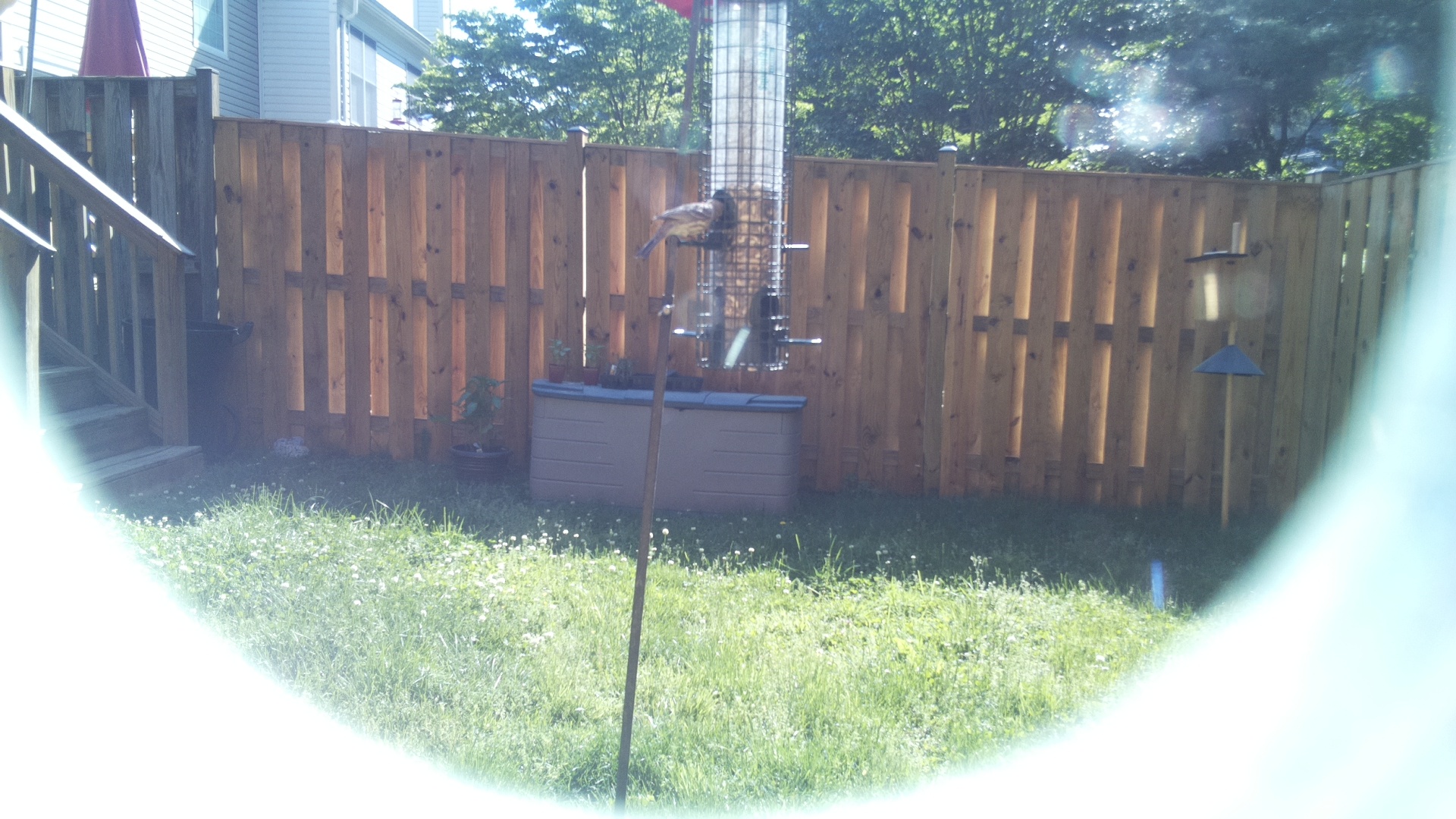 Noisy Friarbird