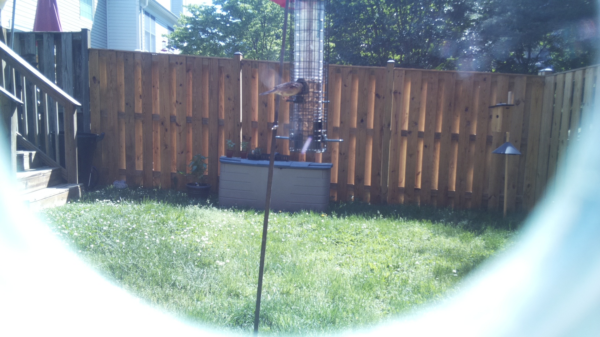Noisy Friarbird