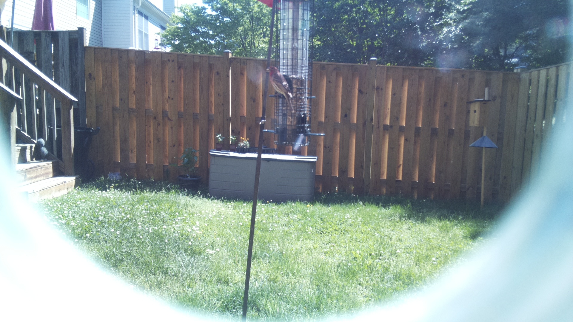 House Finch