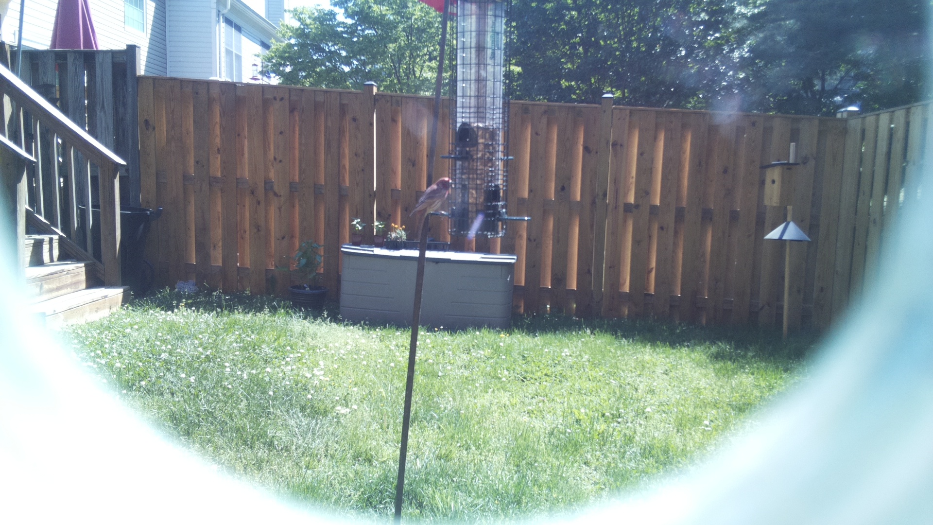Looney Birds