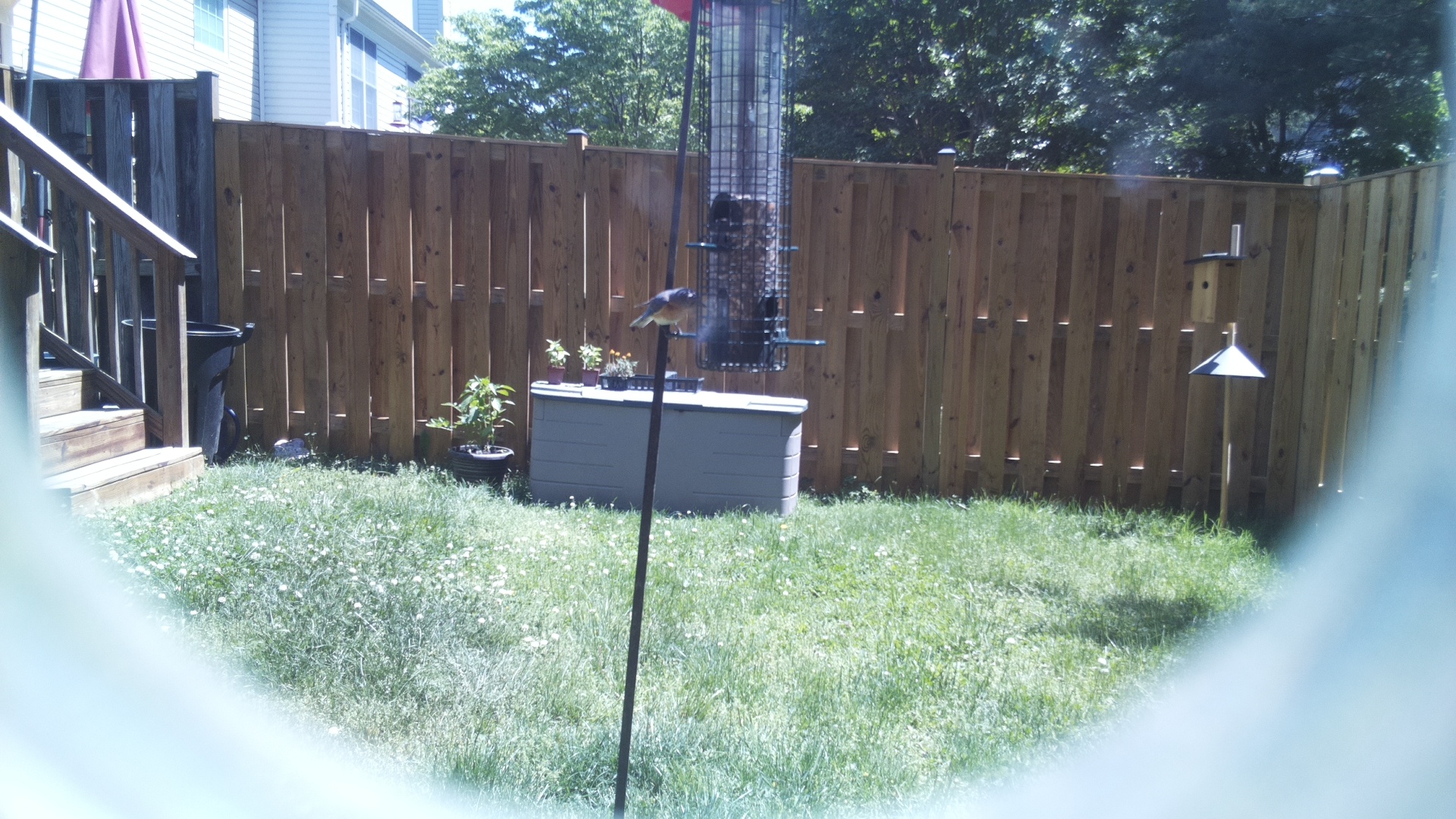 Jacobin Pigeon