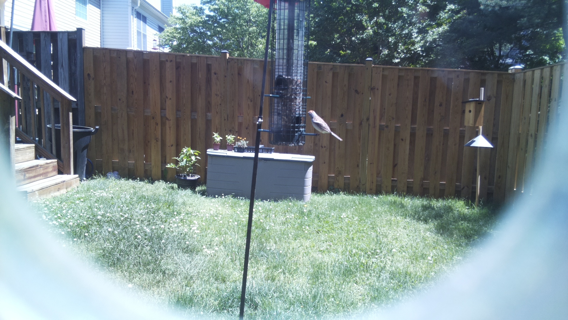 Jacobin Pigeon