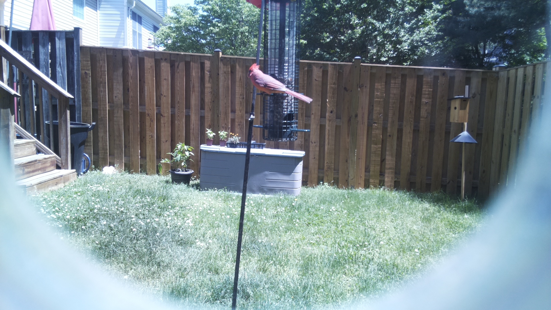 Rose Breasted Cockatoo