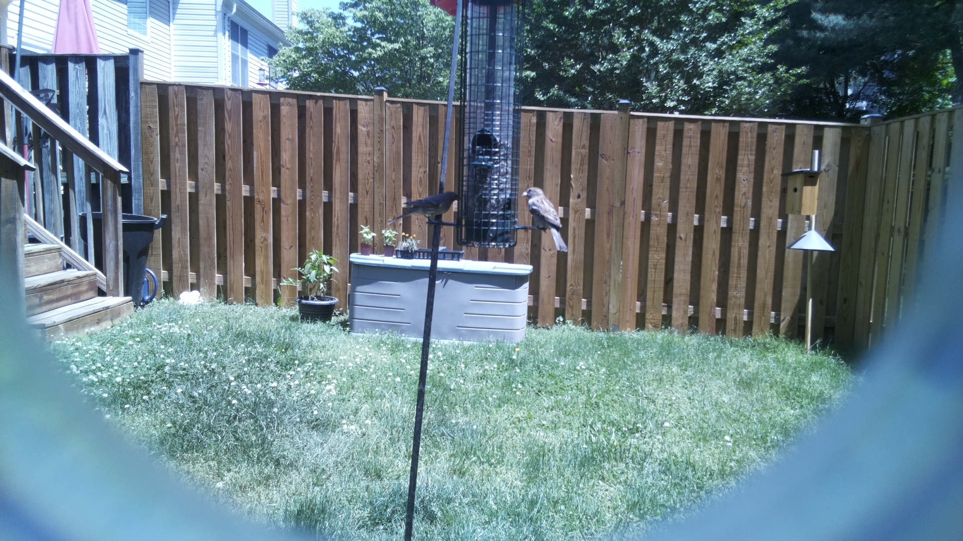 Jacobin Pigeon