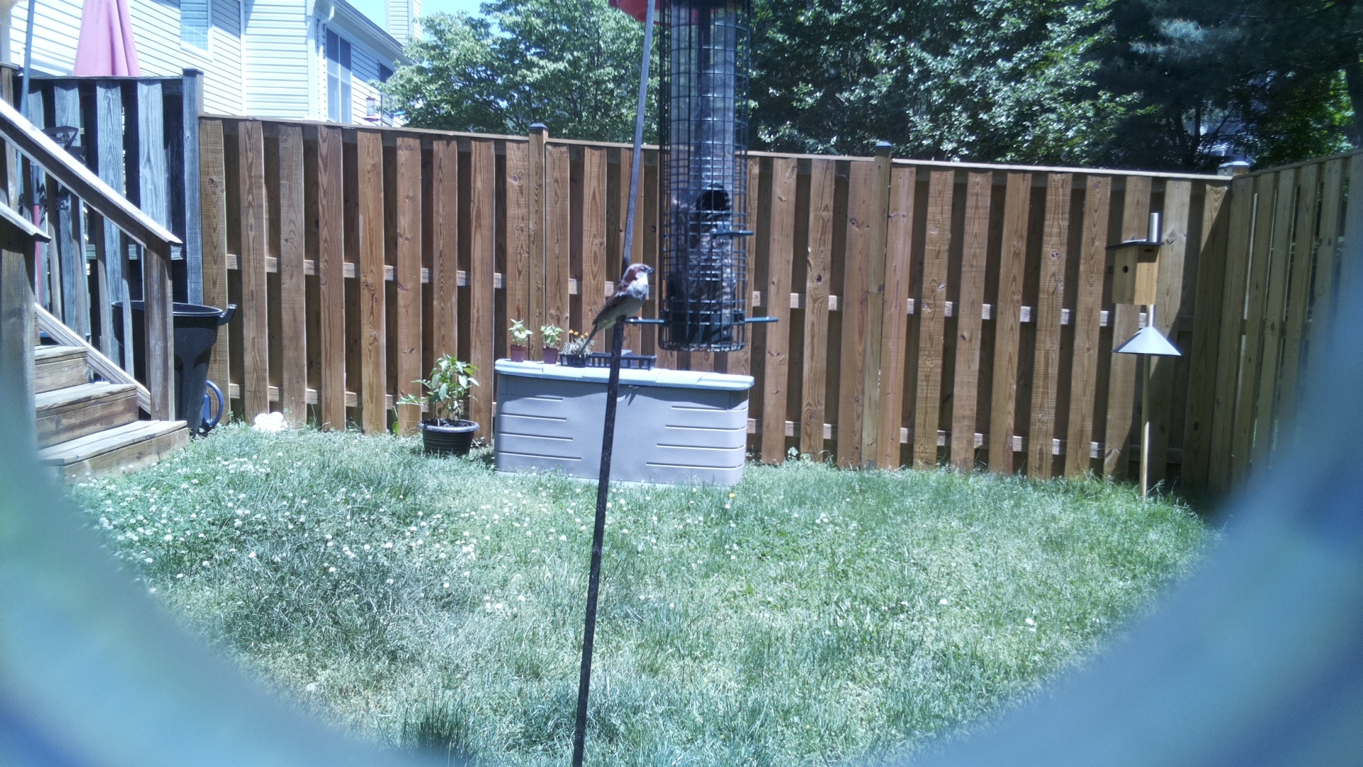 House Sparrow