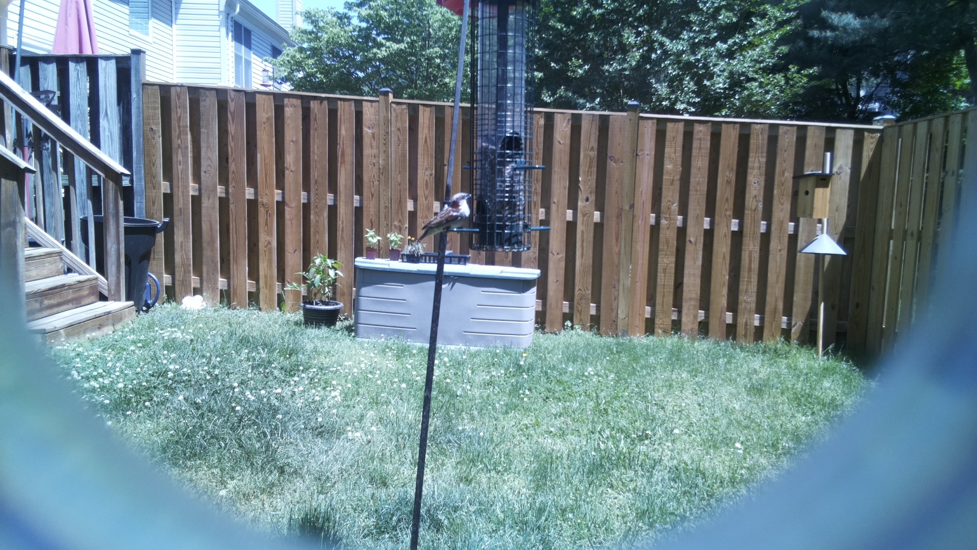 Jacobin Pigeon