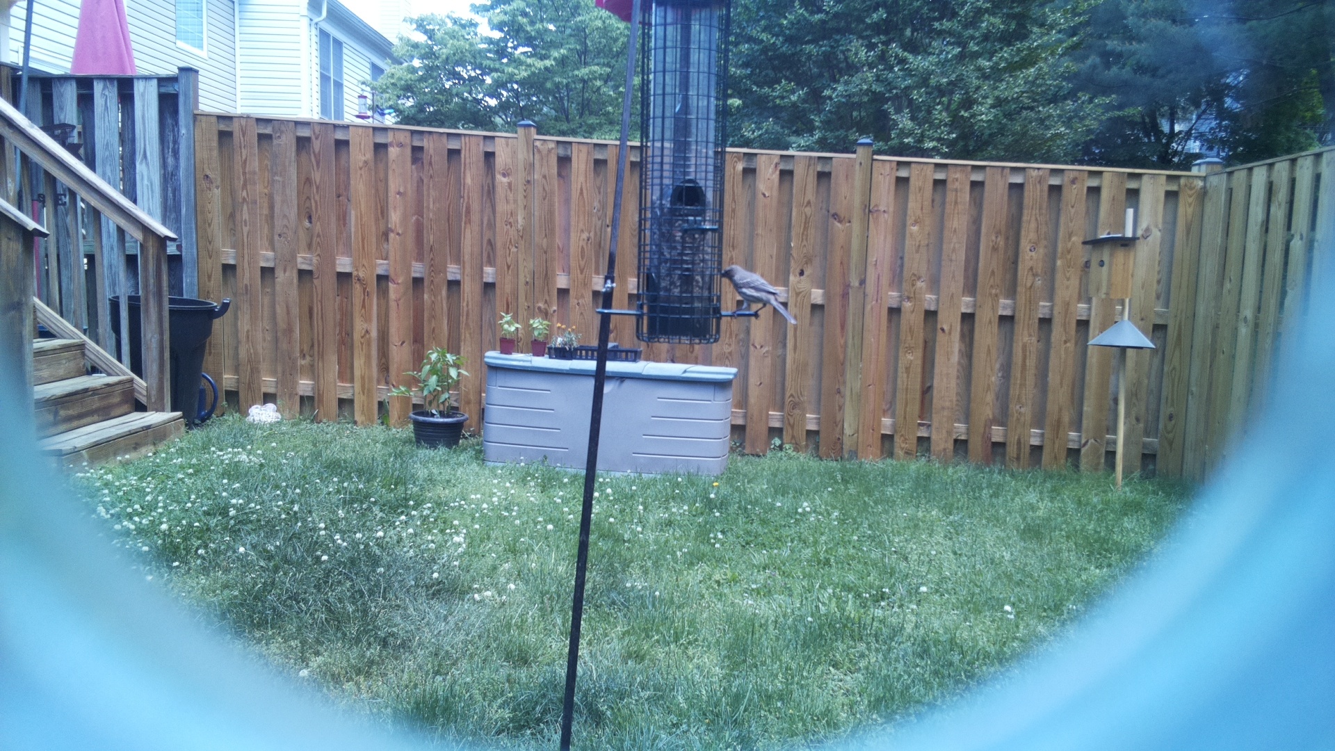 Grey Cuckooshrike