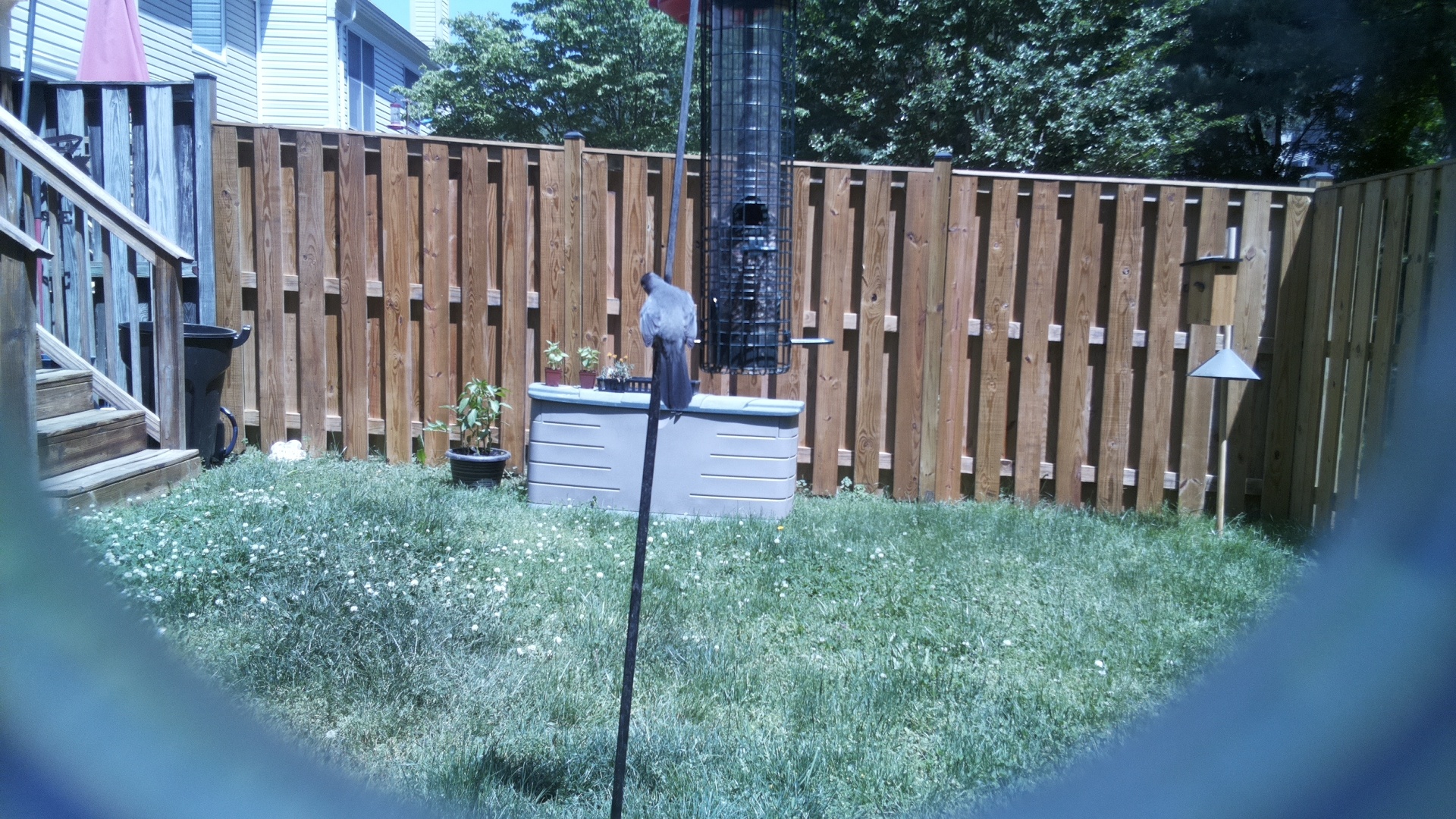 Grey Cuckooshrike