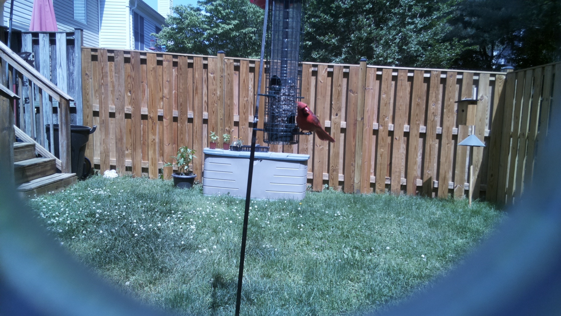 Northern Cardinal