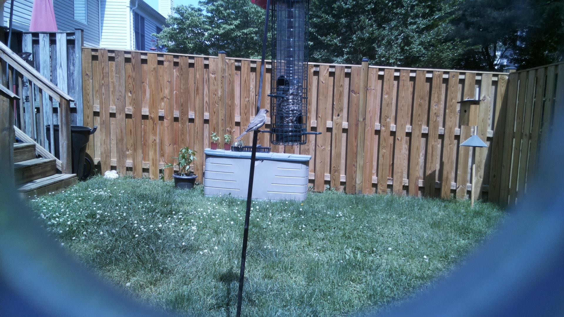 Grey Cuckooshrike