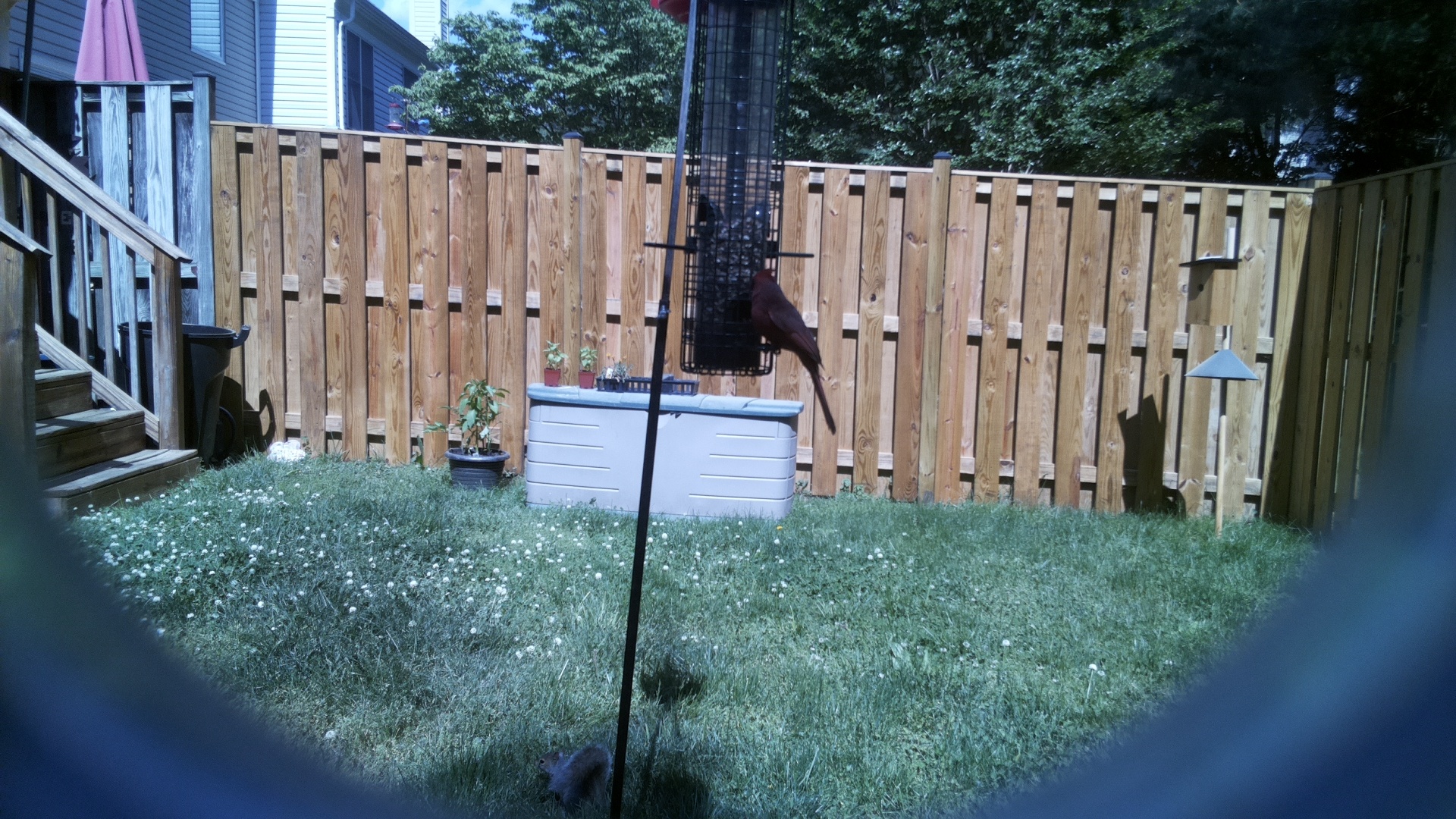 Bald Ibis