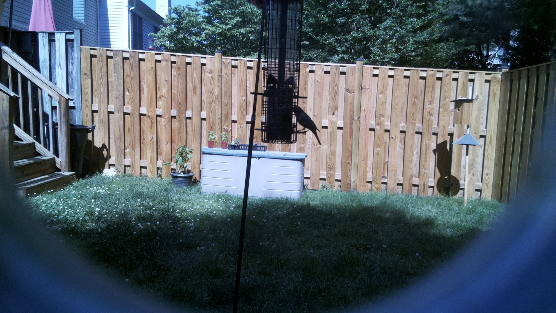 Common House Martin