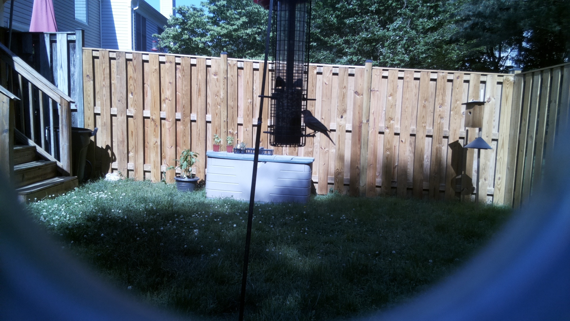 Crow