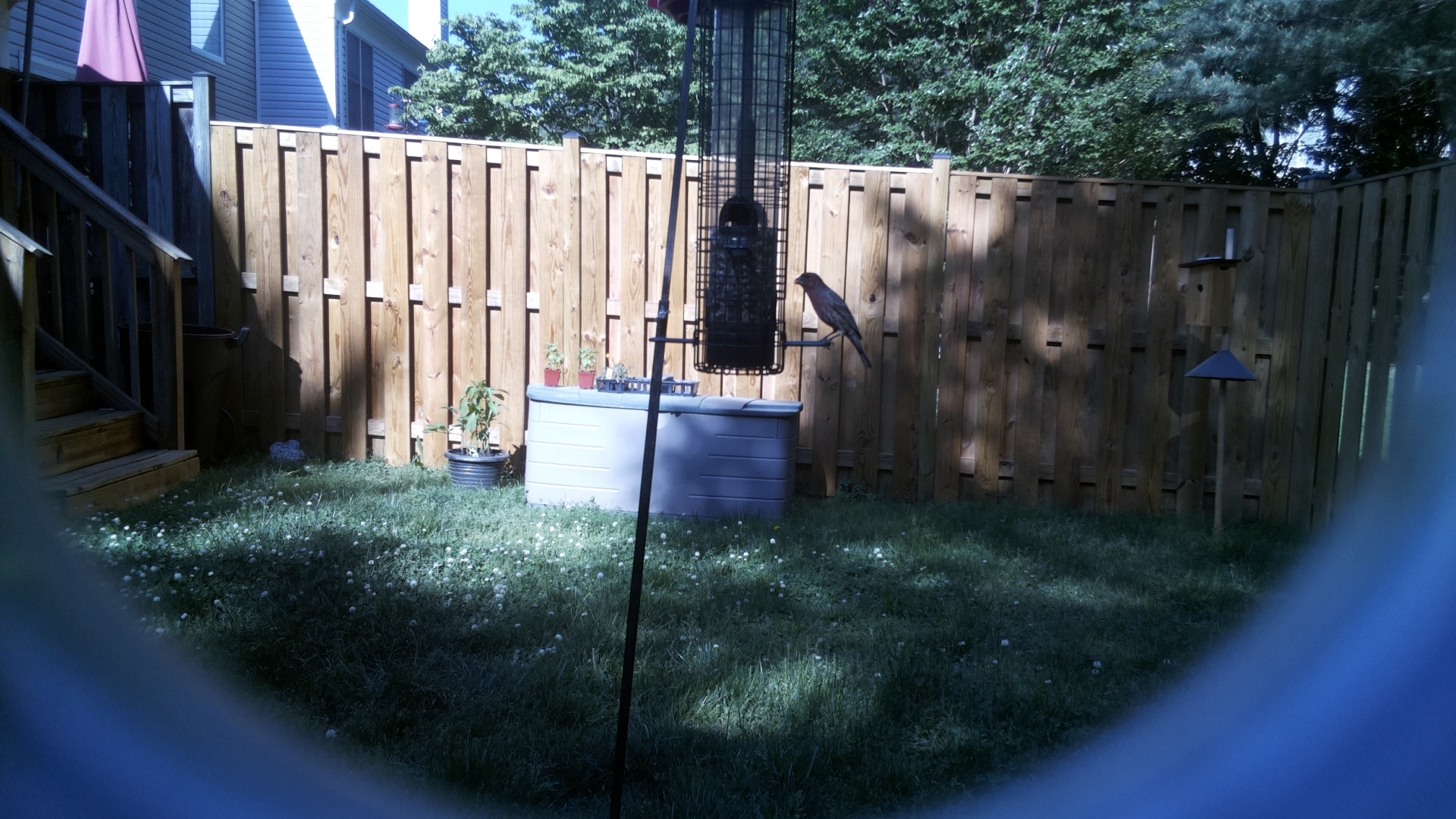 Brewers Blackbird