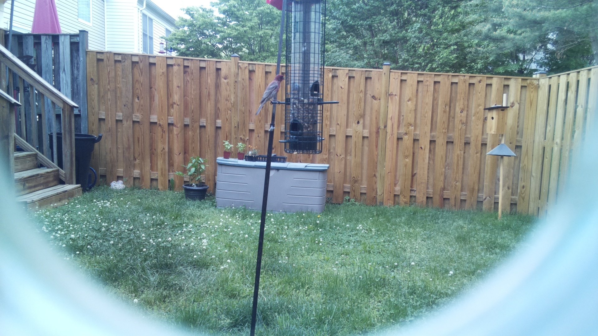 House Finch