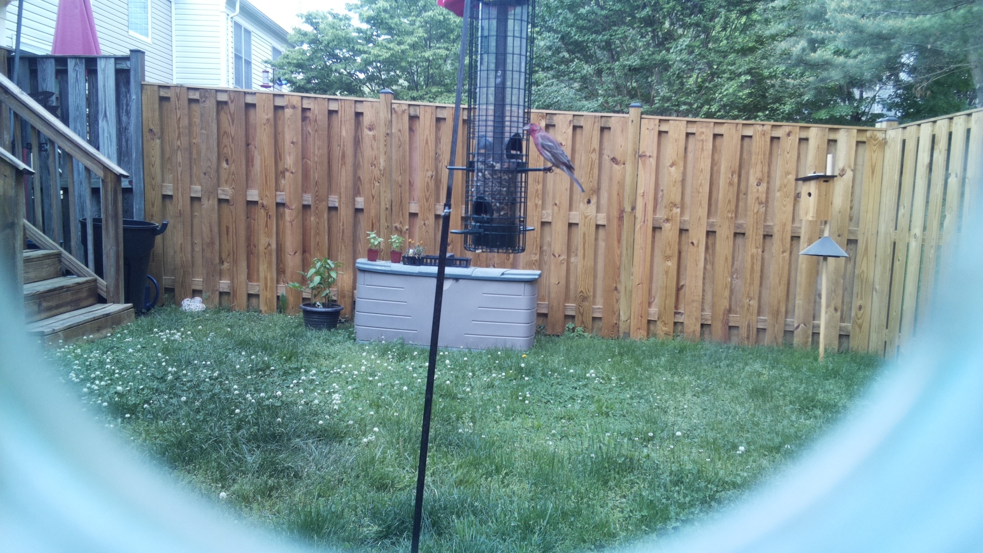 House Finch