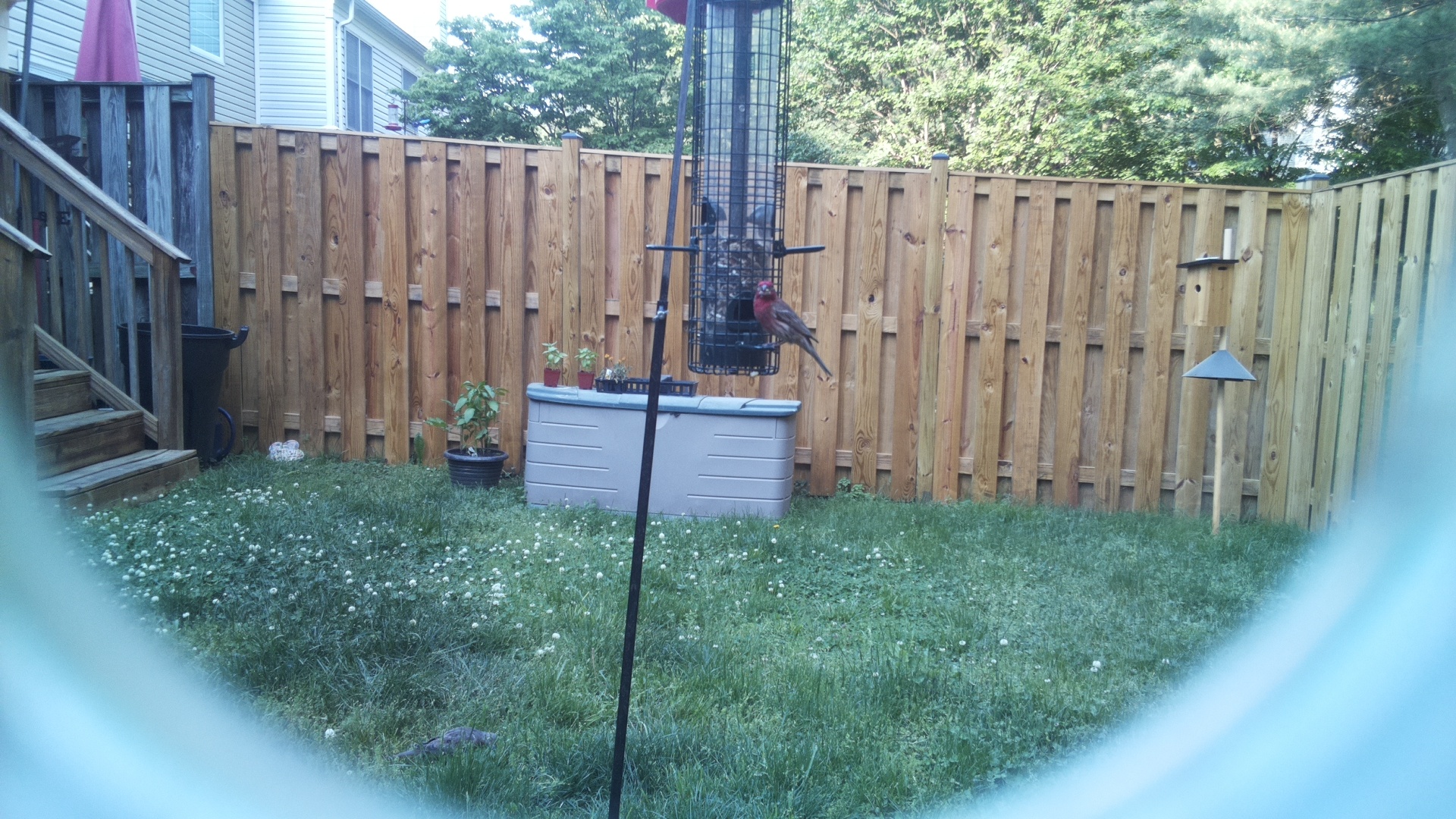 House Finch