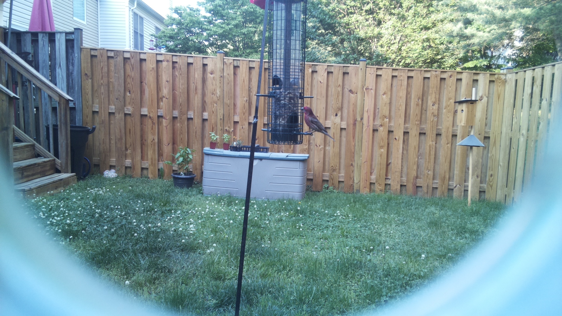 Purple Finch