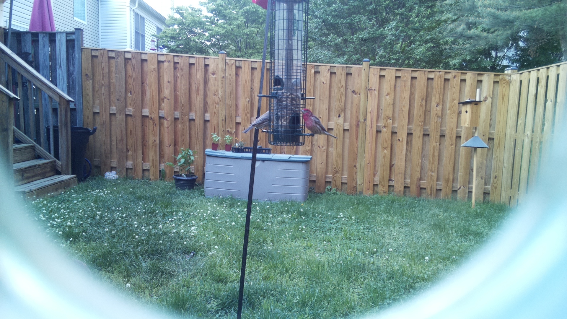 House Finch