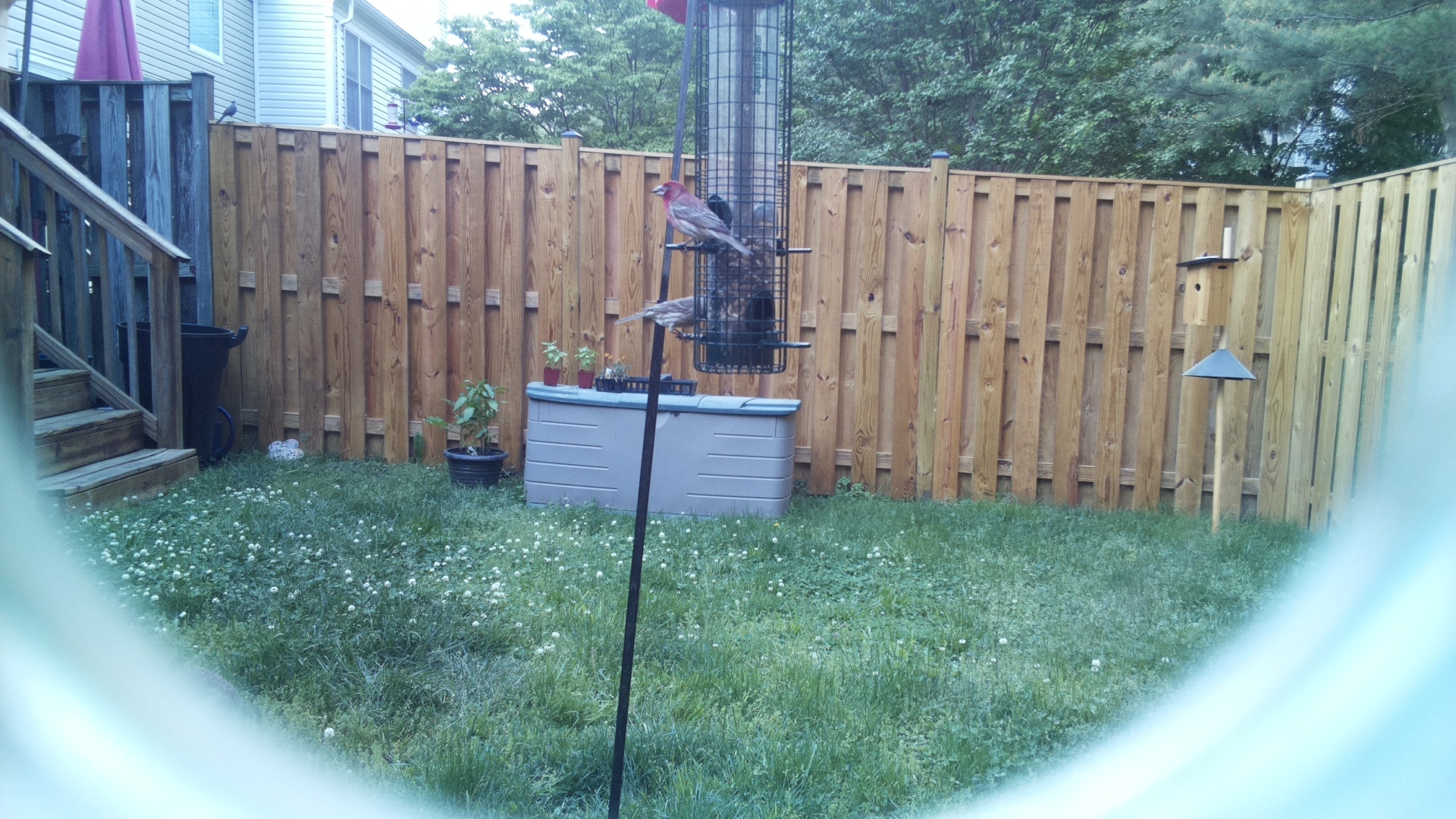 House Finch