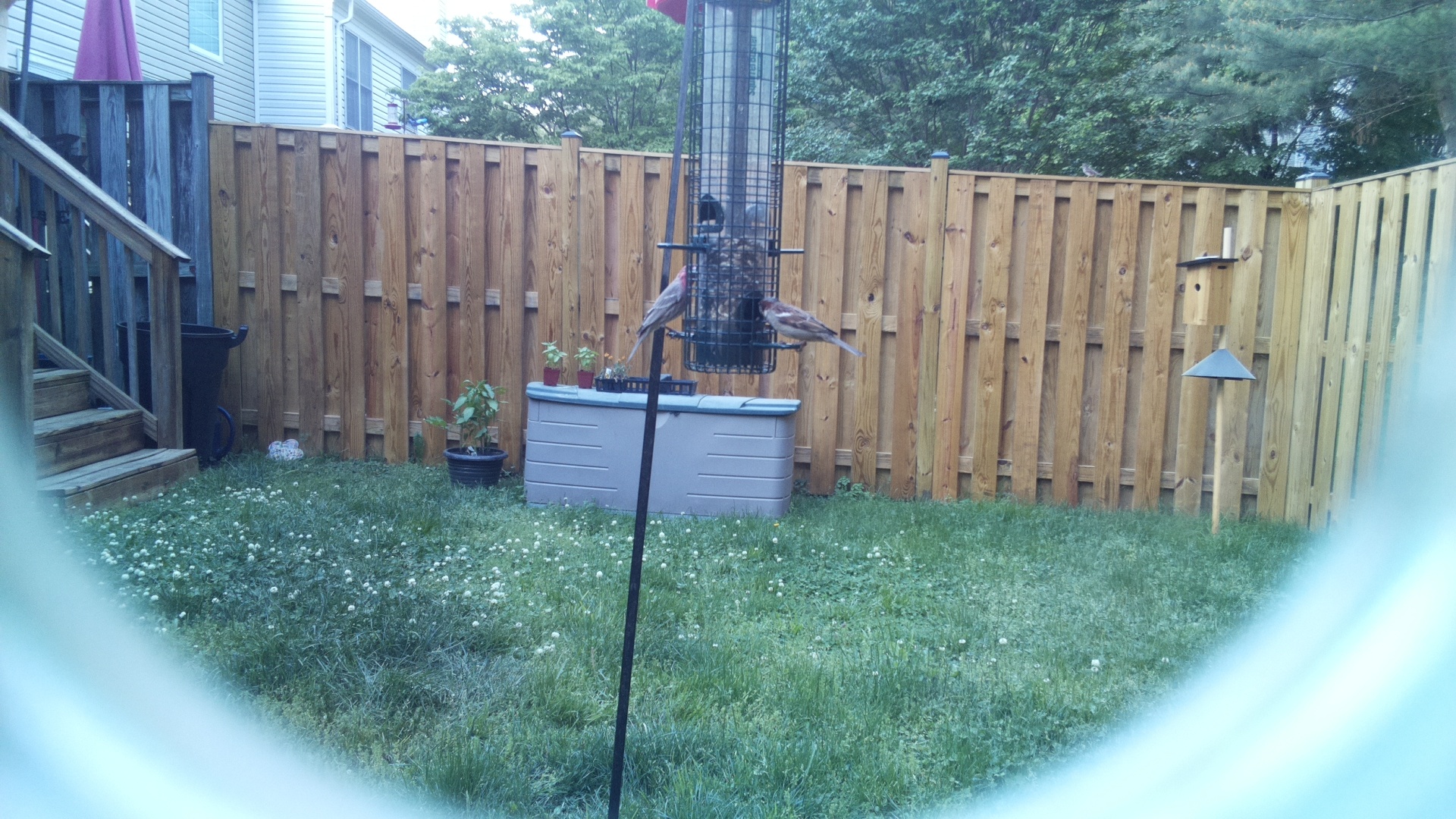 Jacobin Pigeon
