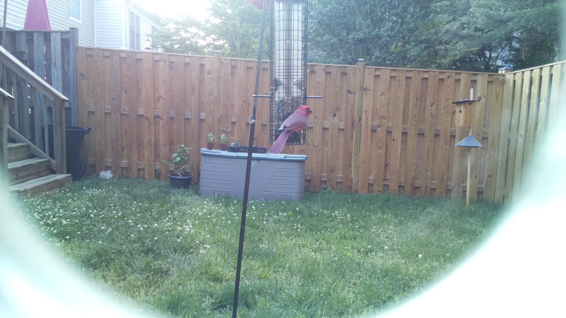 Pyrrhuloxia