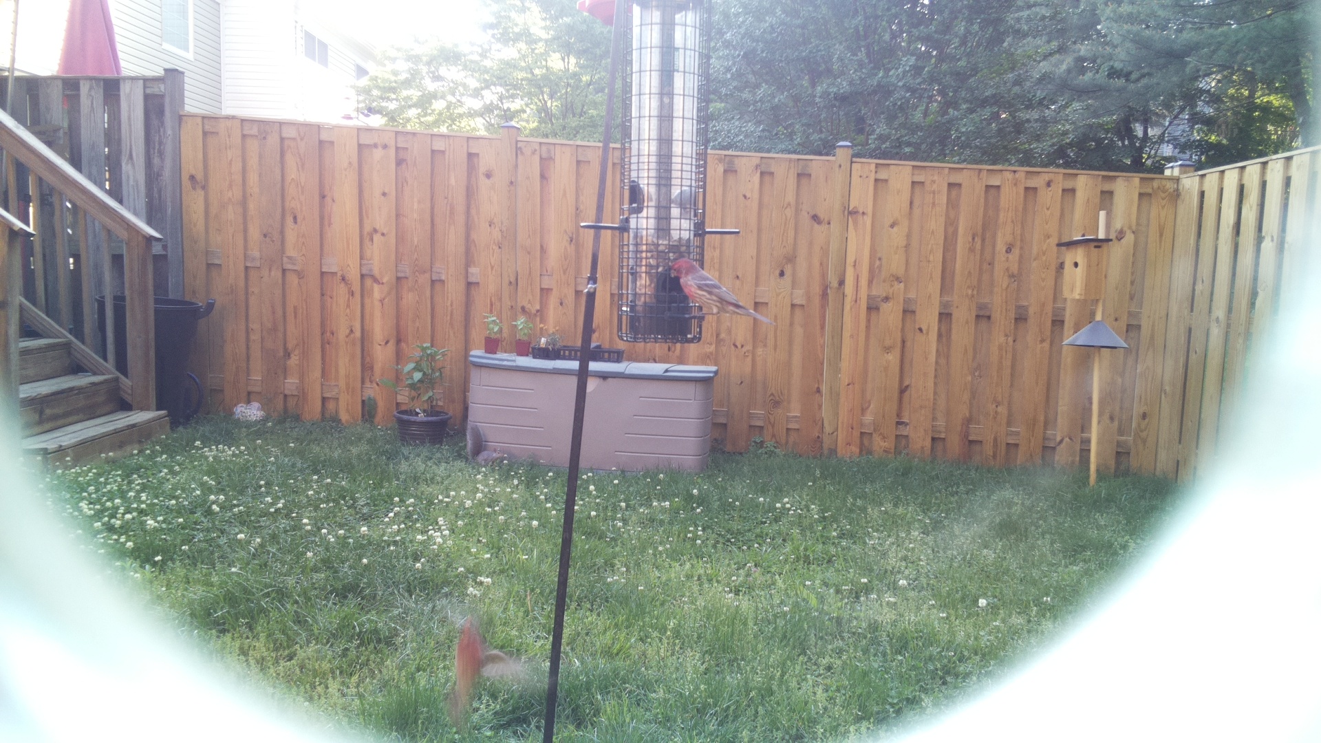 House Finch