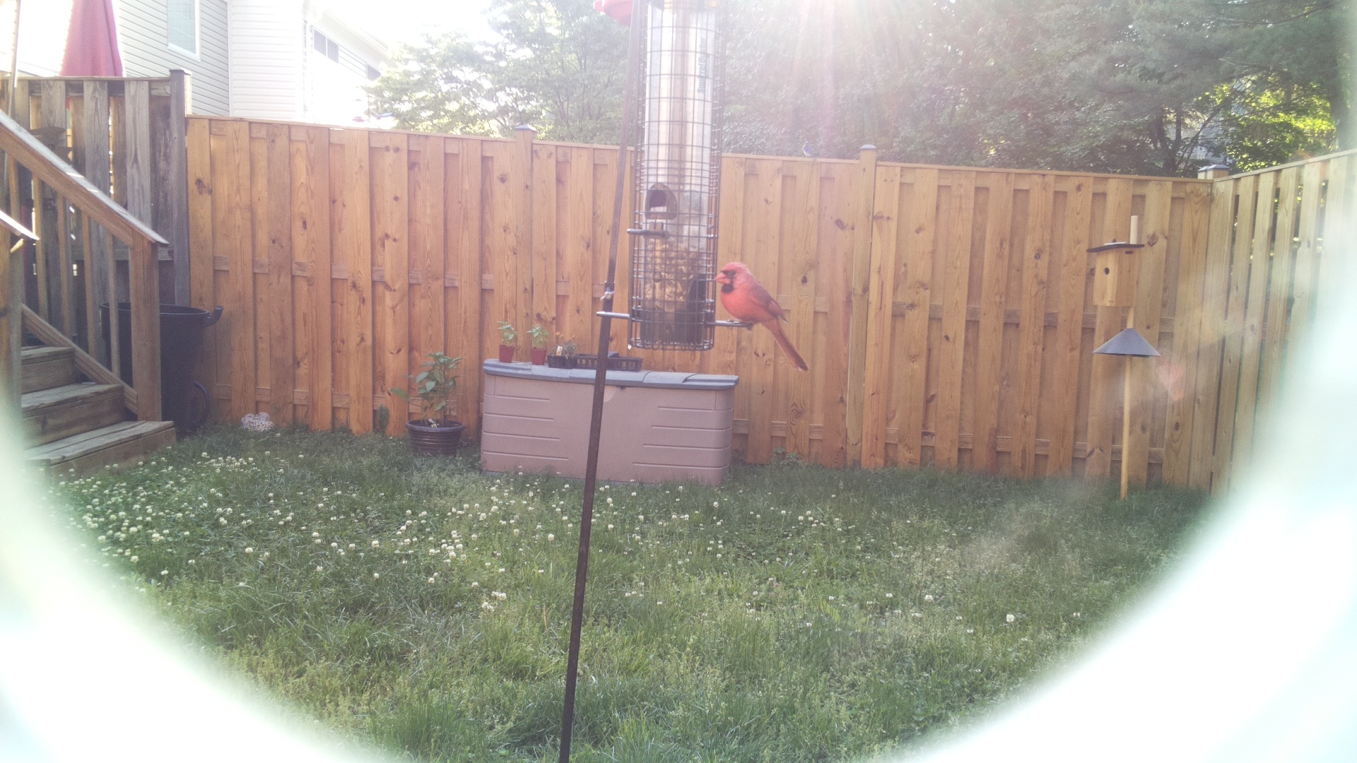 Rudy Kingfisher