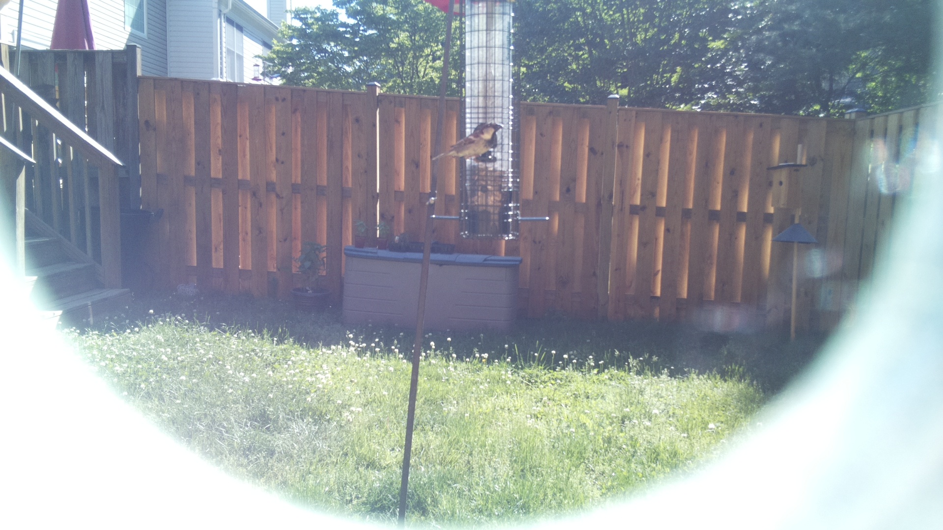 Lucifer Hummingbird