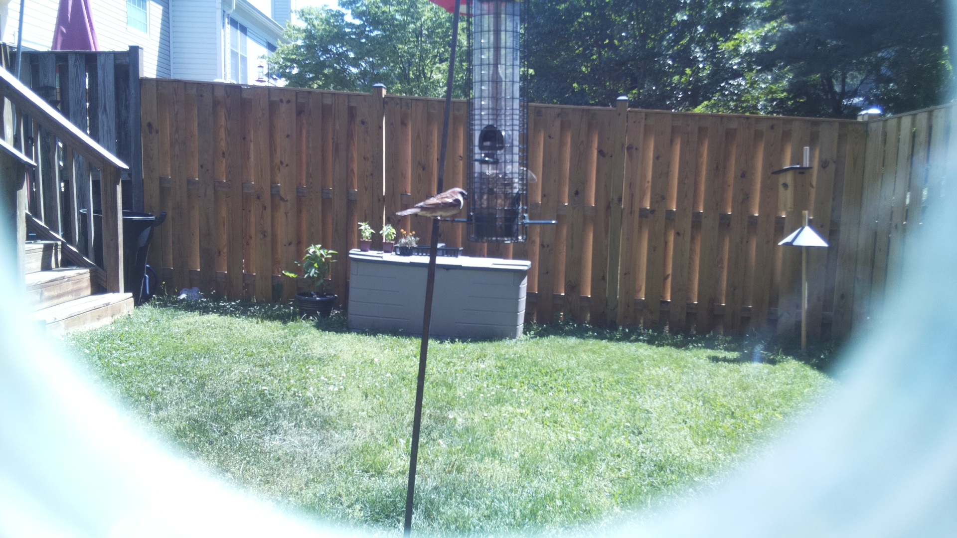 Jacobin Pigeon