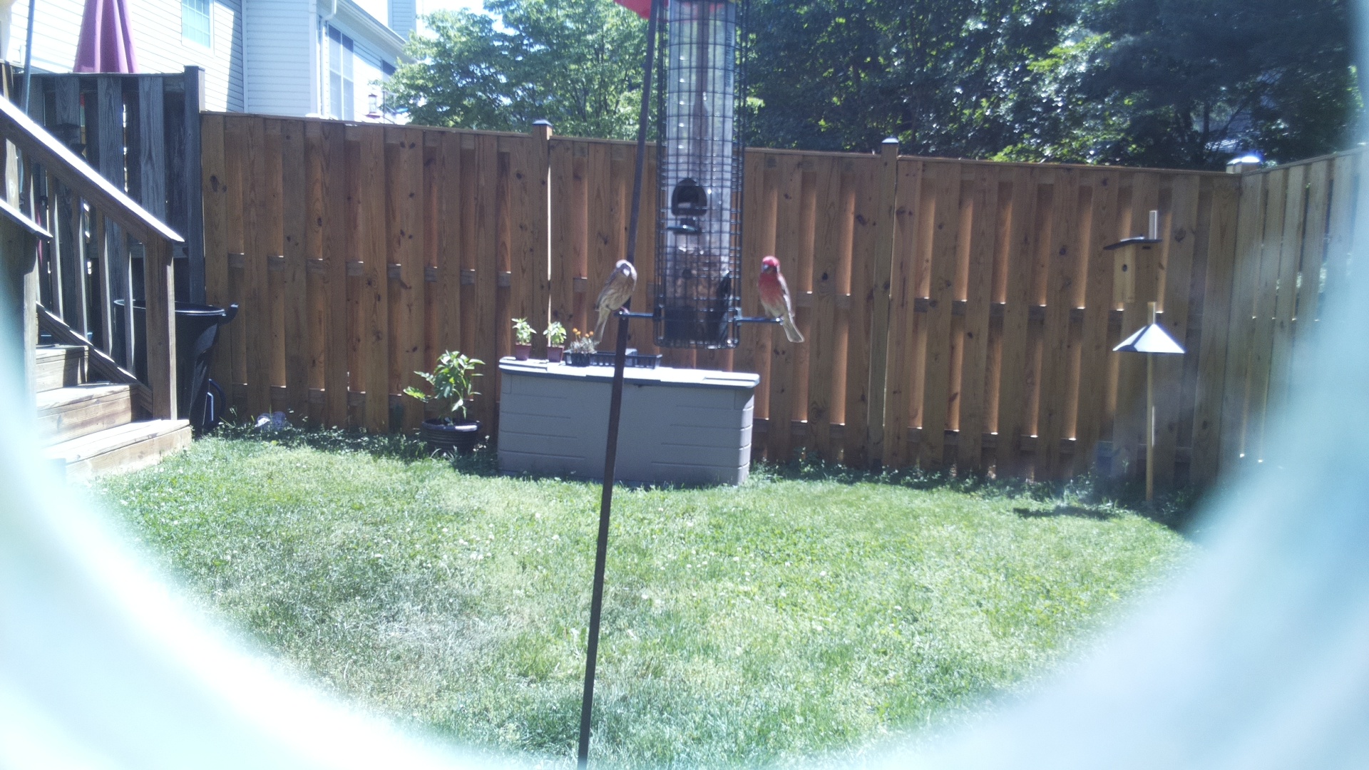 Jacobin Pigeon