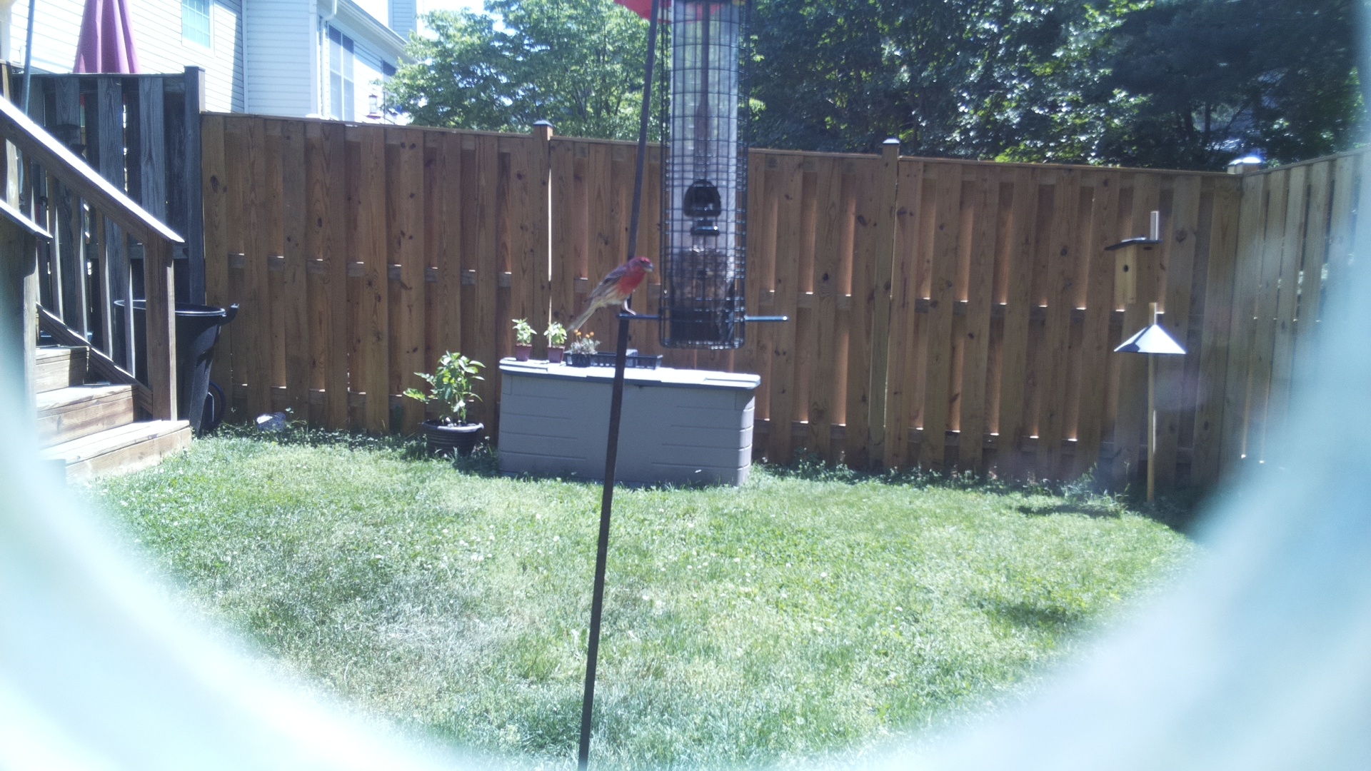 House Finch