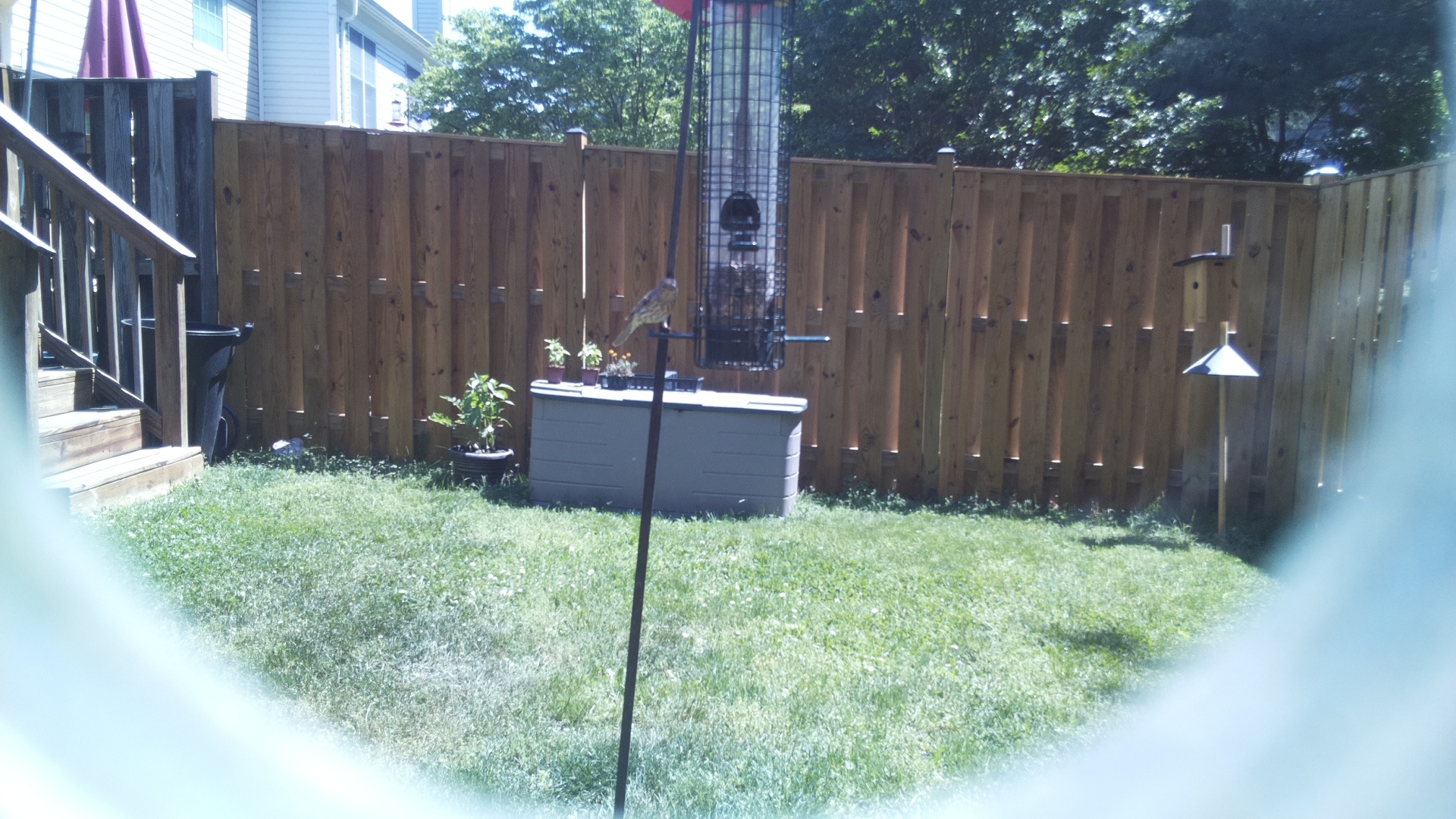 House Finch