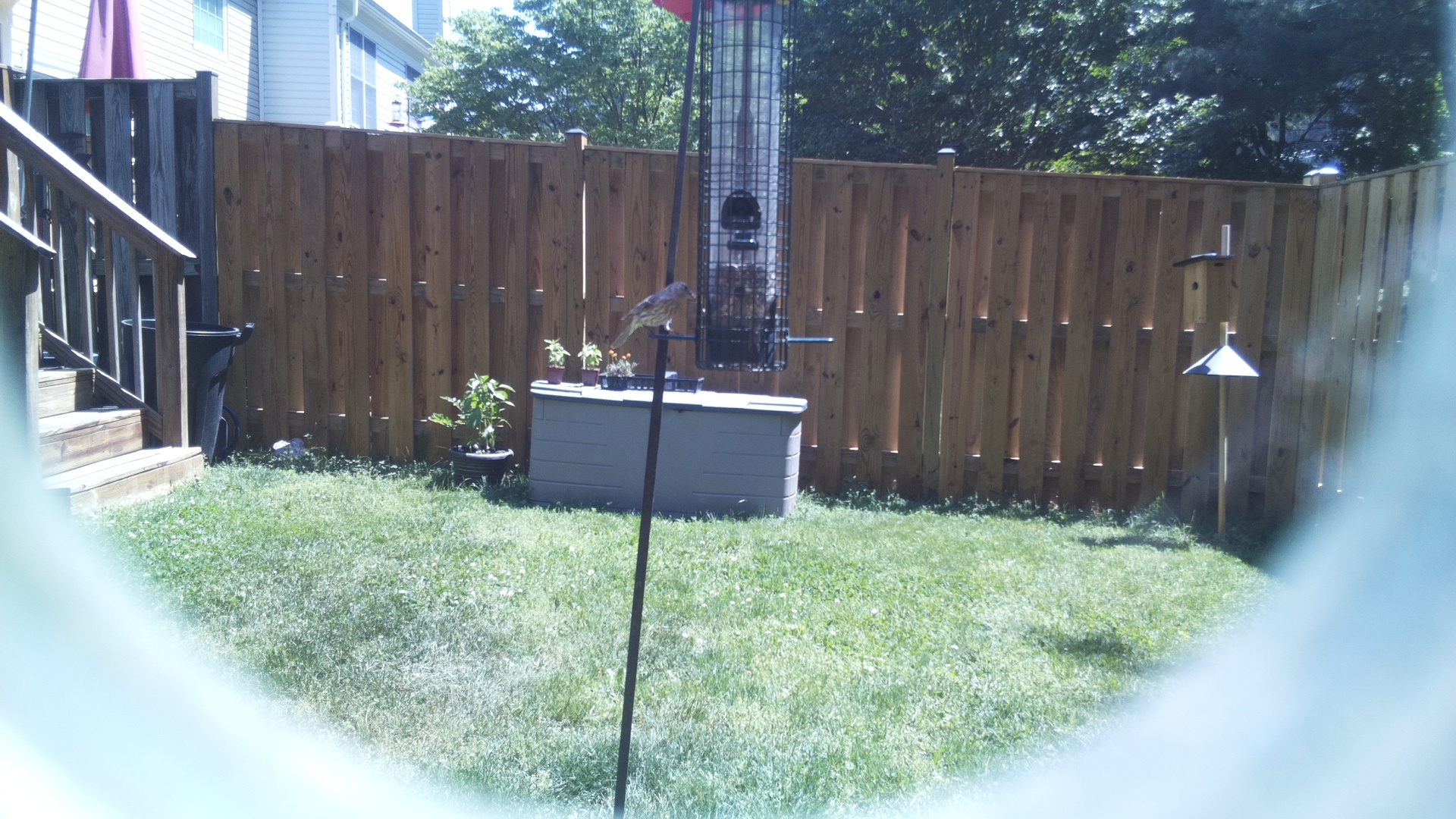 House Finch