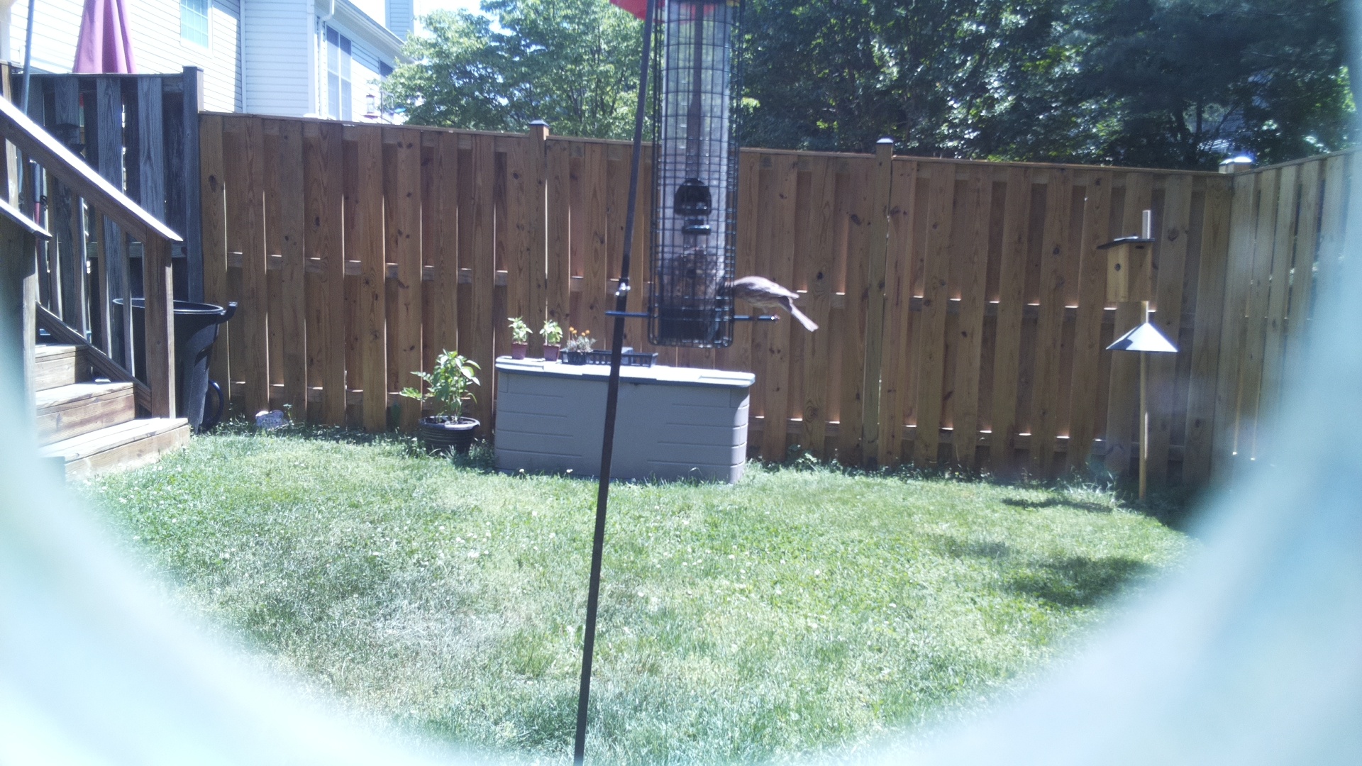 Jacobin Pigeon