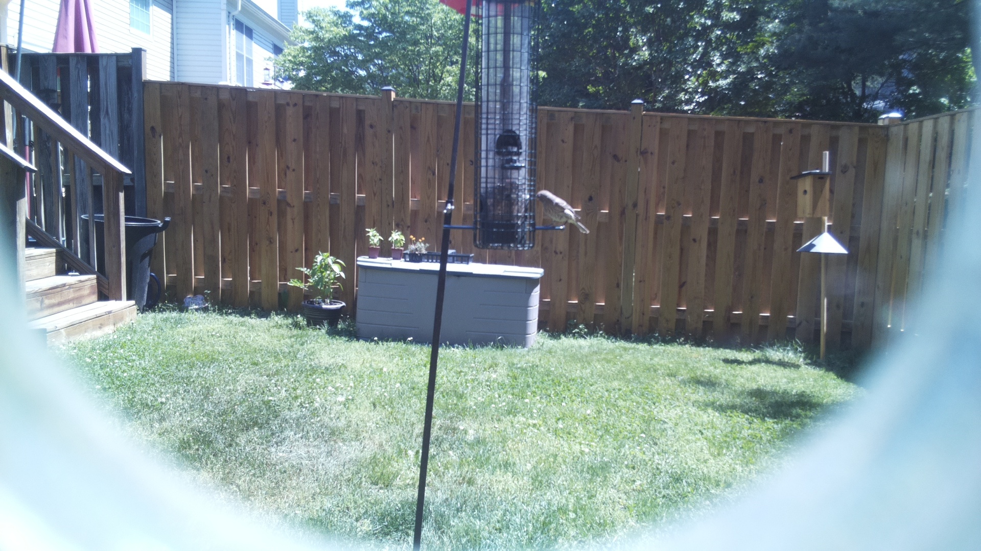Jacobin Pigeon