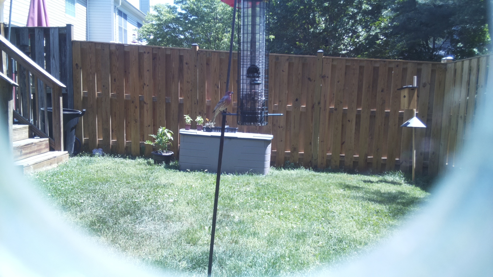 House Finch