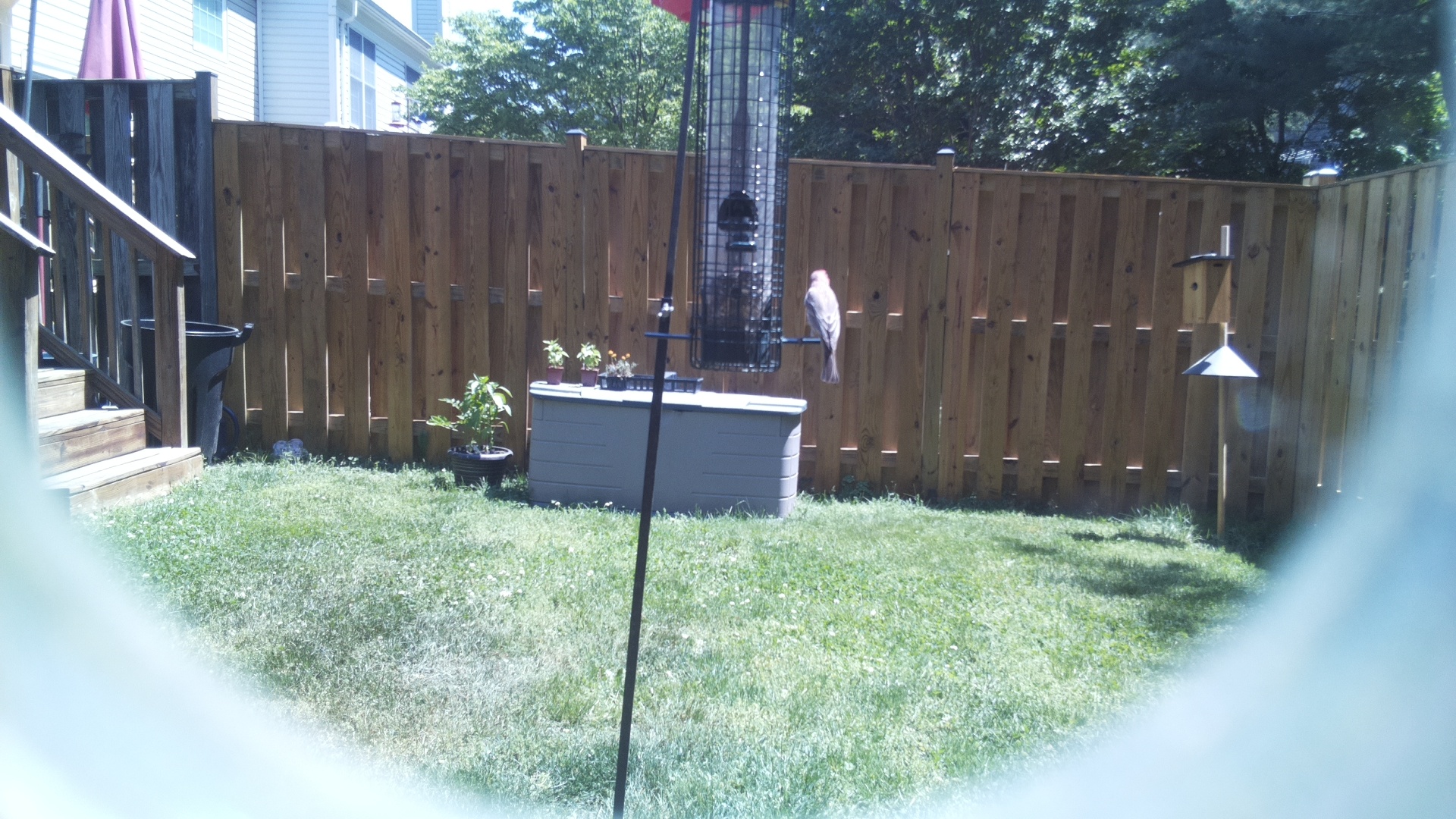 Jacobin Pigeon