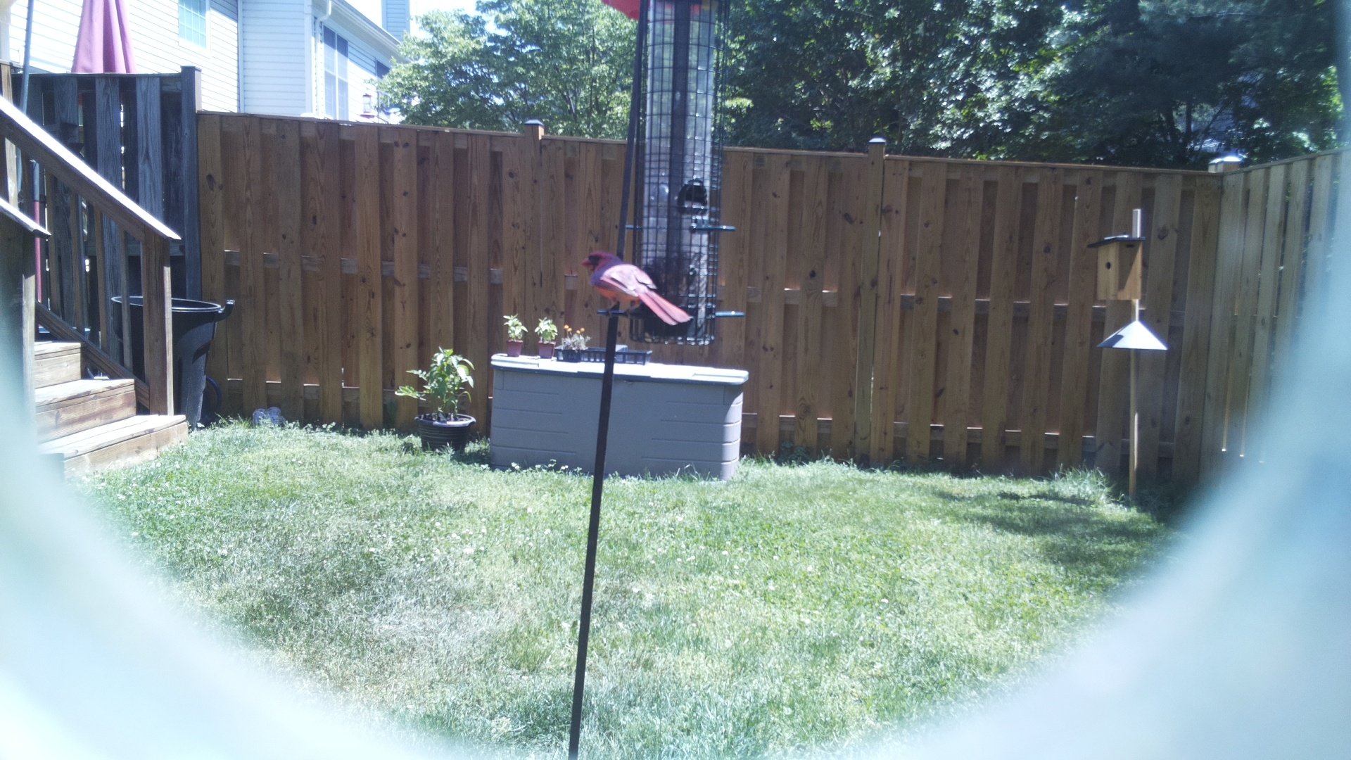 American Flamingo