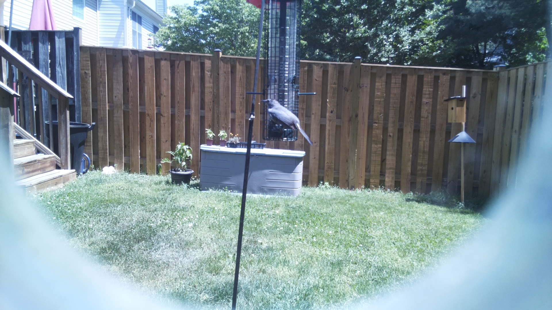Grey Cuckooshrike