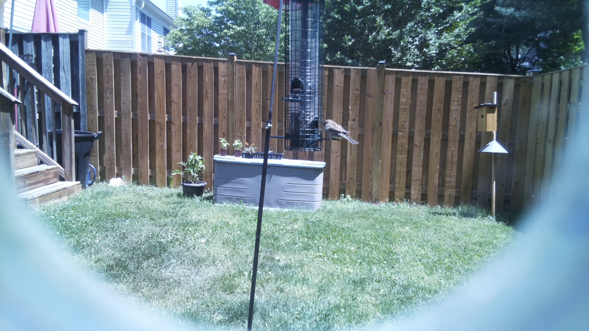 Jacobin Pigeon