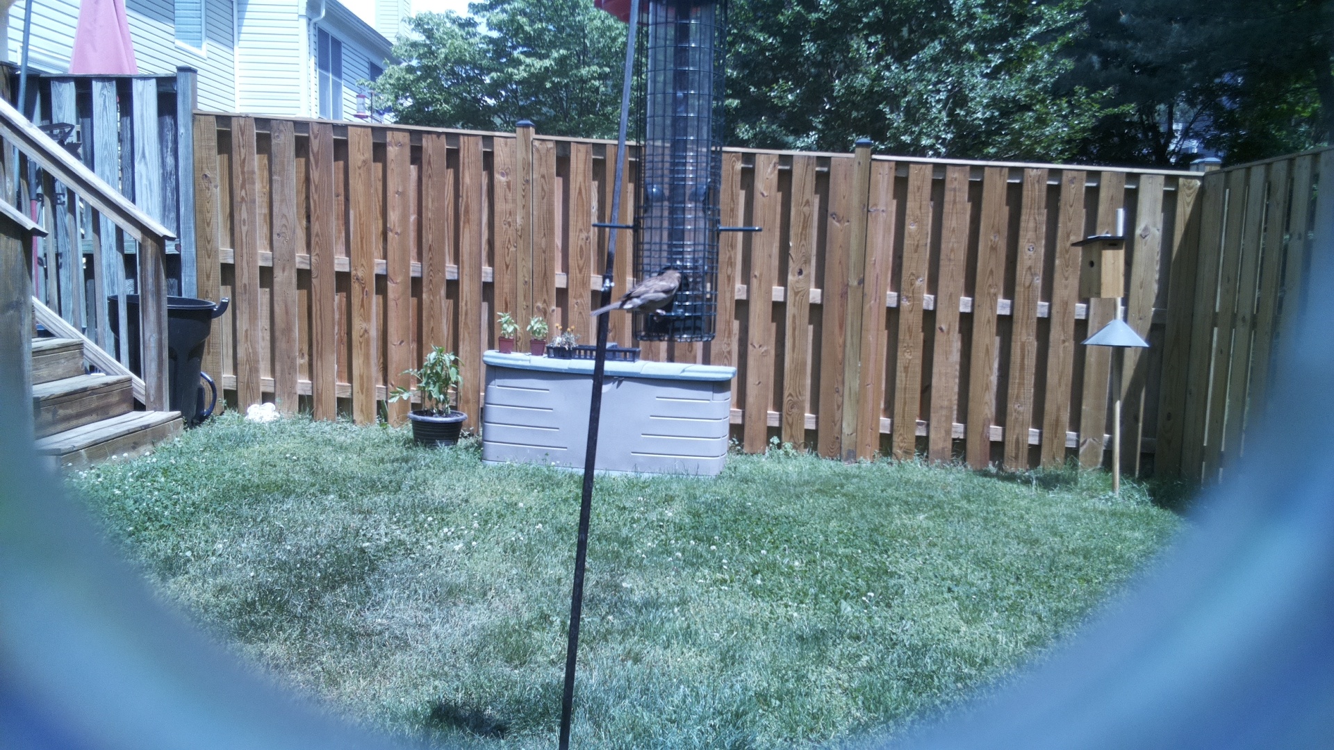 Jacobin Pigeon