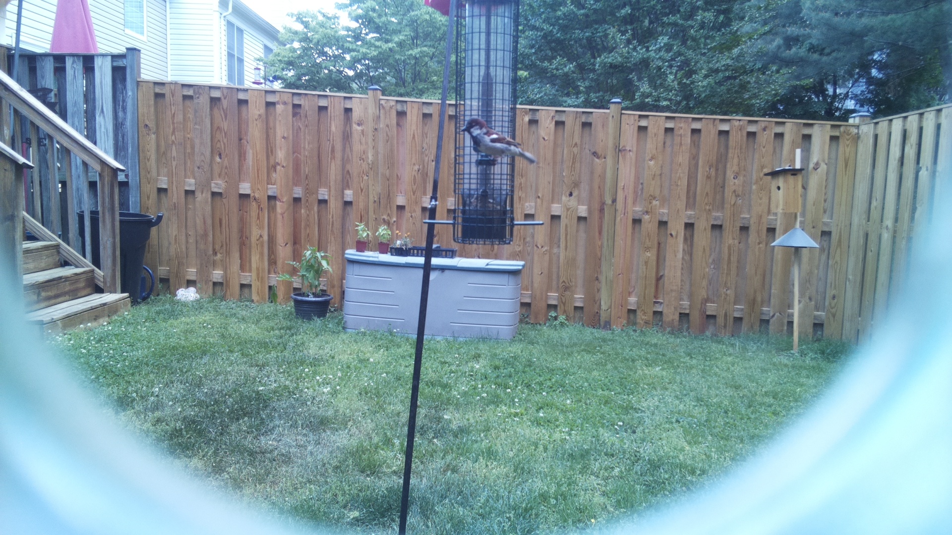 House Sparrow