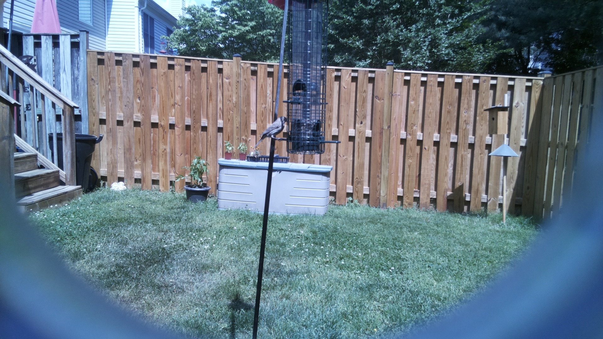 Jacobin Pigeon