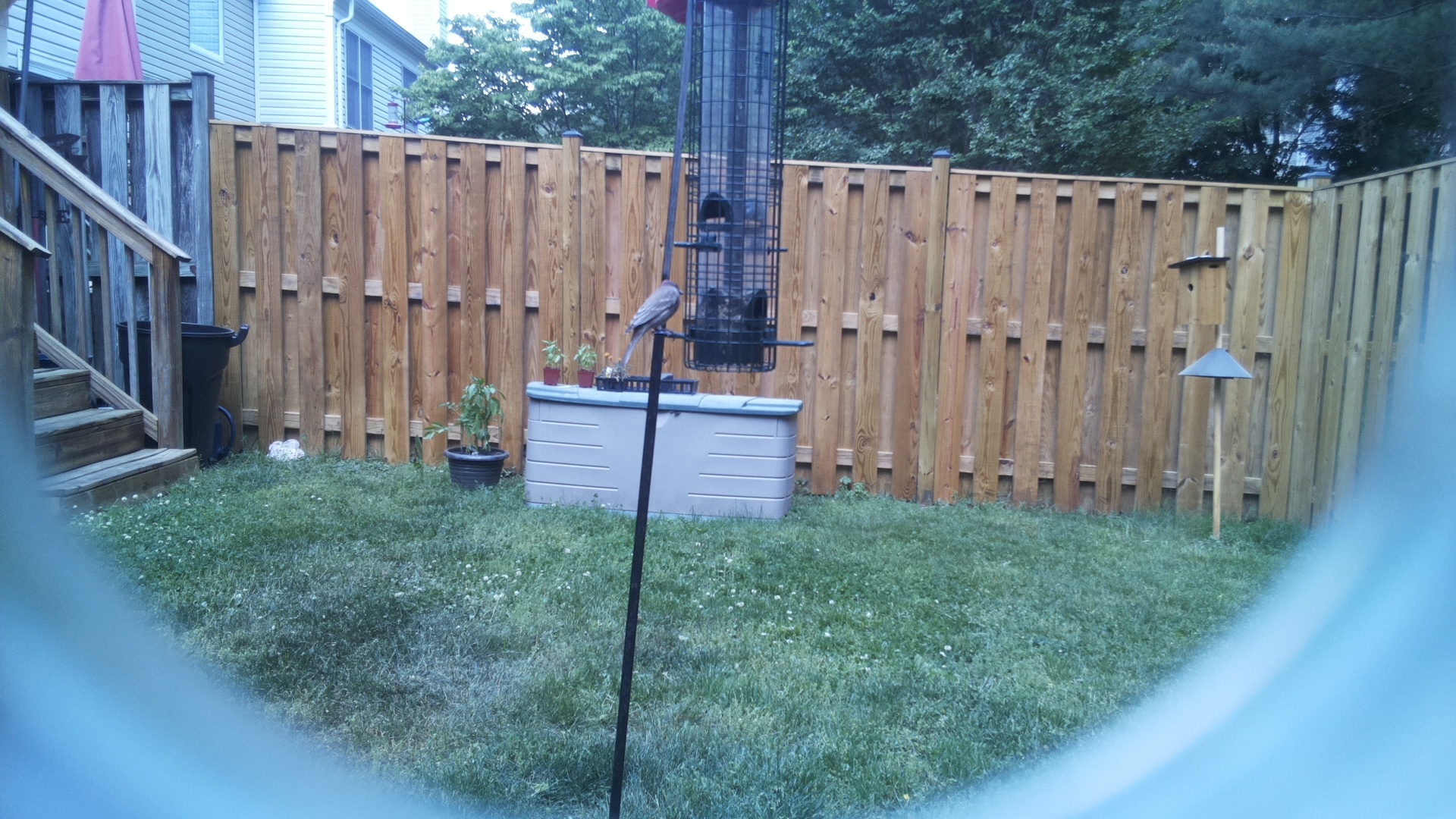 Jacobin Pigeon