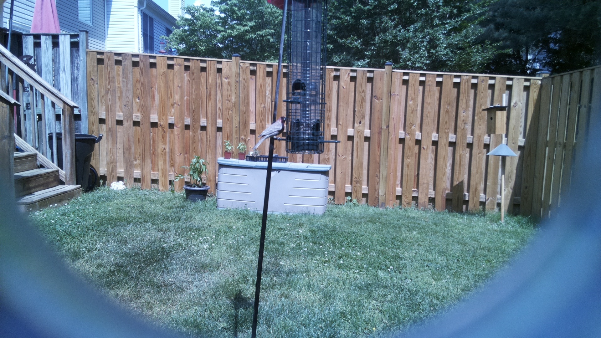 Jacobin Pigeon