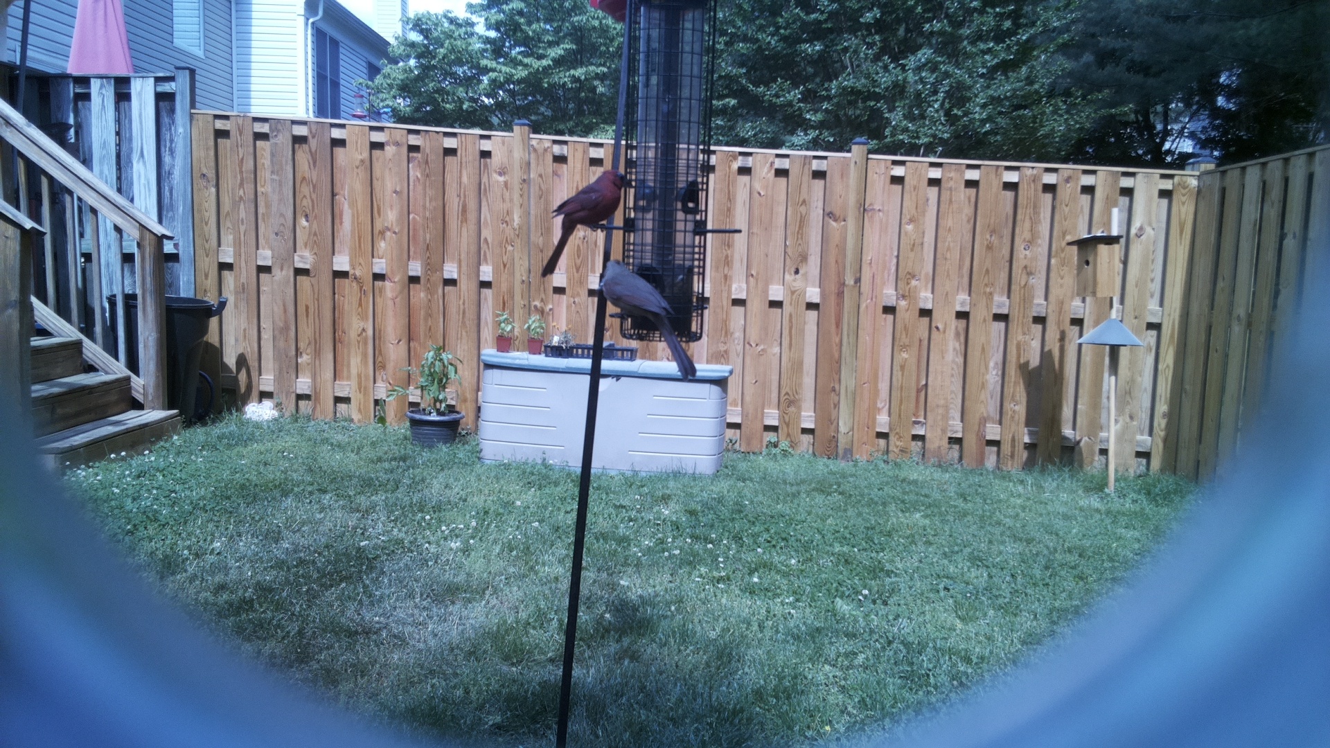 Go Away Bird