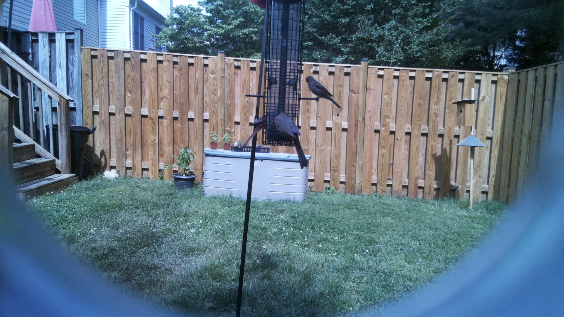 Crow