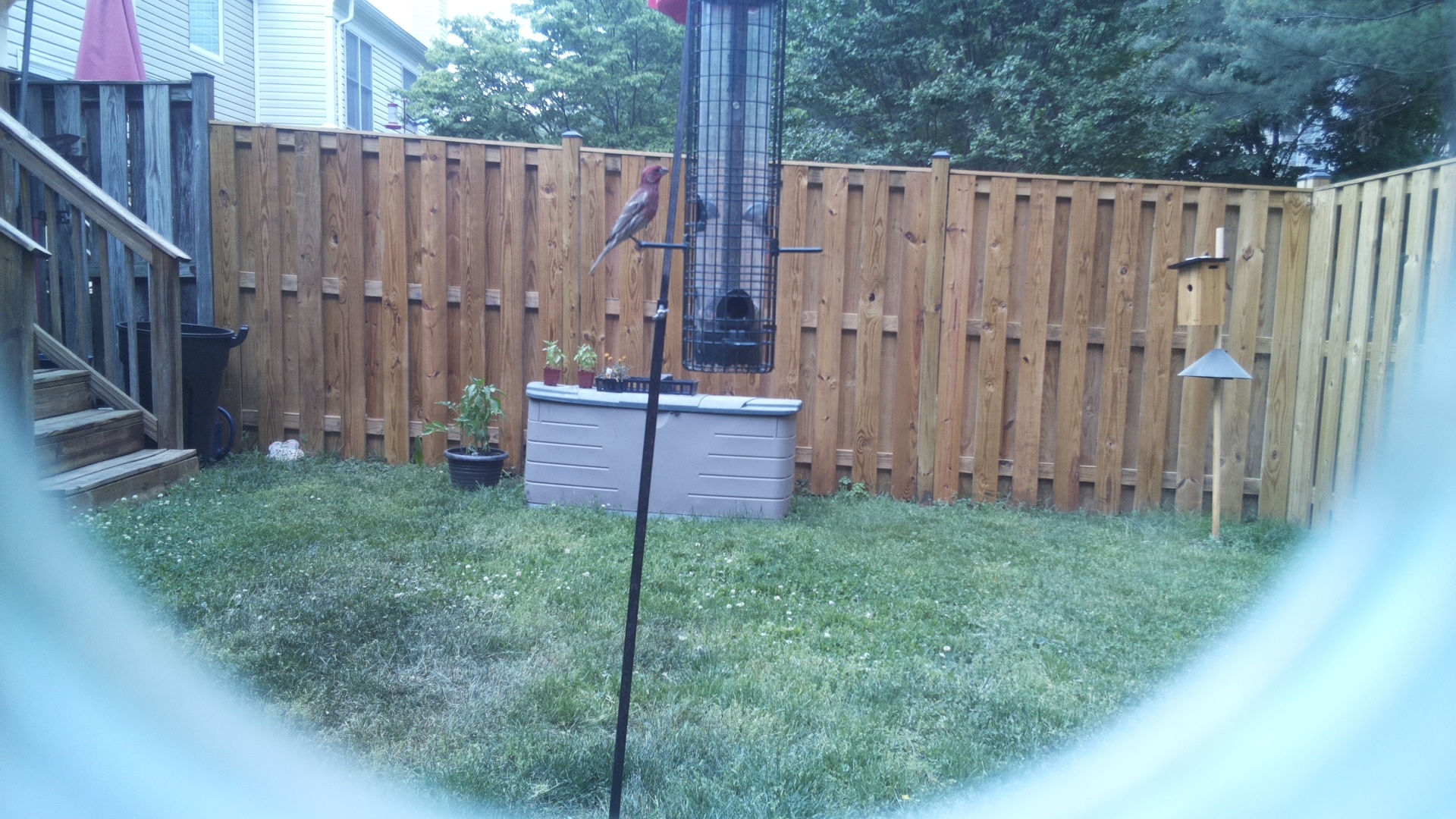 House Finch